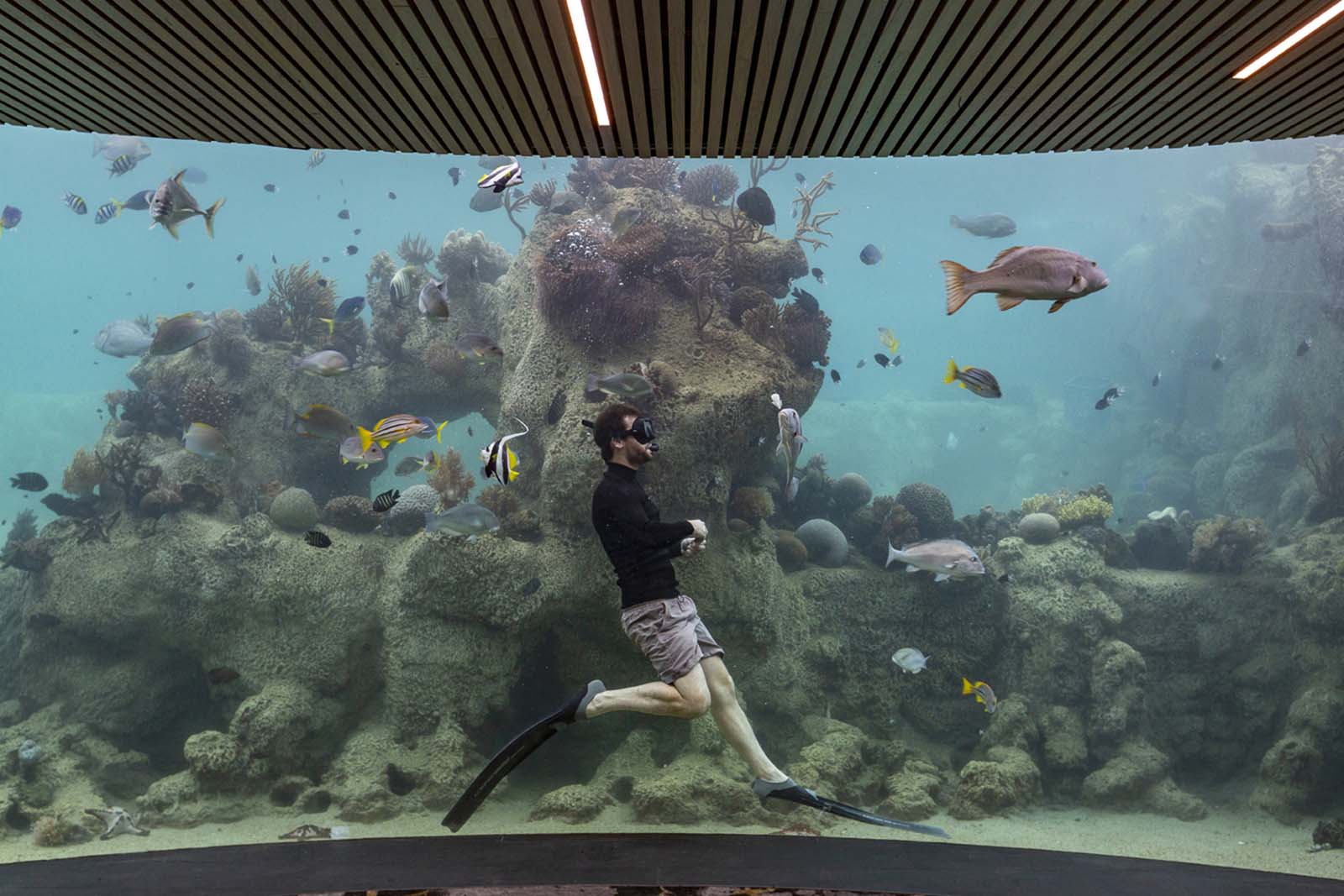 Resident marine biologist Johnny Gaskell snorkelling in the Living Reef, seen from the Underwater Observatory, Daydream Island | 15 things to like about Daydream Island