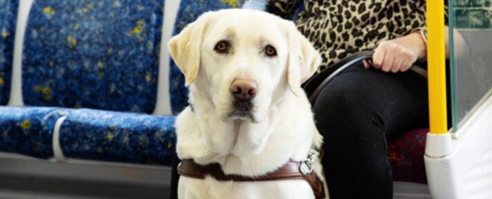 Guide dog on public transport