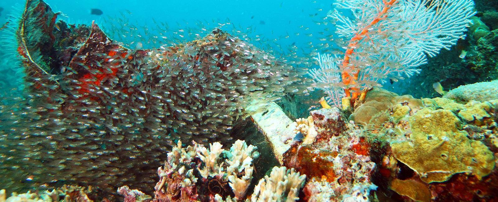 Diving in the Solomon Islands