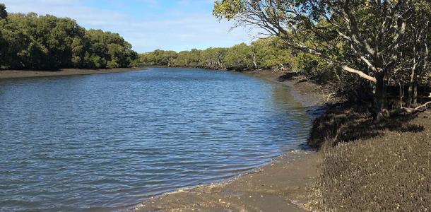 A creek running through mangroves 